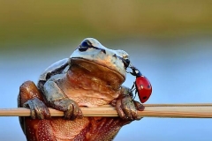 1966743_431931456961689_1647326763313358370_n